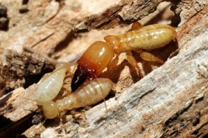 termites eating wood in Katy Texas