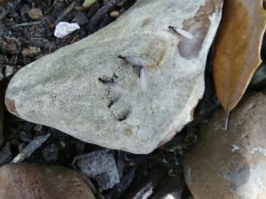 Picture of Termite infestation in the woodlands texas