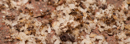 Odorous House Ant shutterstock 289175603 hartzpestcontrol