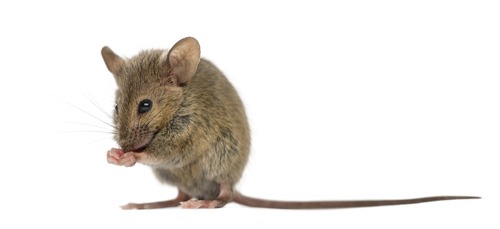 Extermination: Mouse shutterstock 749507494 hartzpestcontrol