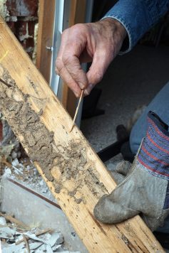 Southeast Houston Home's termite damage.