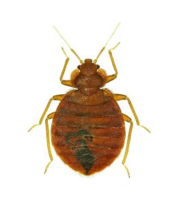 Bed Bug Exterminator Pest Control - Image of a Houston Bed Bug