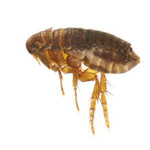 Flea Pest Control Services by Hartz Pest Control. Image of a flea.