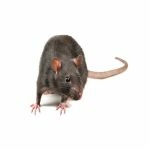 Rat Extermination Services in Houston