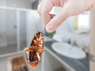 Hand holding brown cockroach on toilet background, eliminate cockroach in toilet