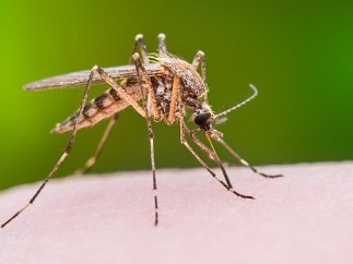 Mosquito Exterminators